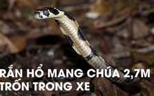 Rắn khổng lồ thích... ngủ trong xe hơi